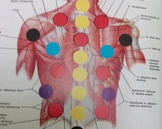 Hicama və Hirudoterapiya kursu