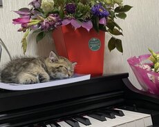 Piano, piano dərsləri, piano kursu, pianino dərsləri, pianino