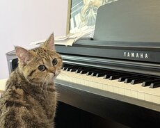 Piano, fortepiano, pianino, пиано