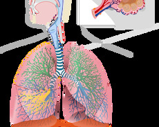 online kimya və biologiya dərsi
